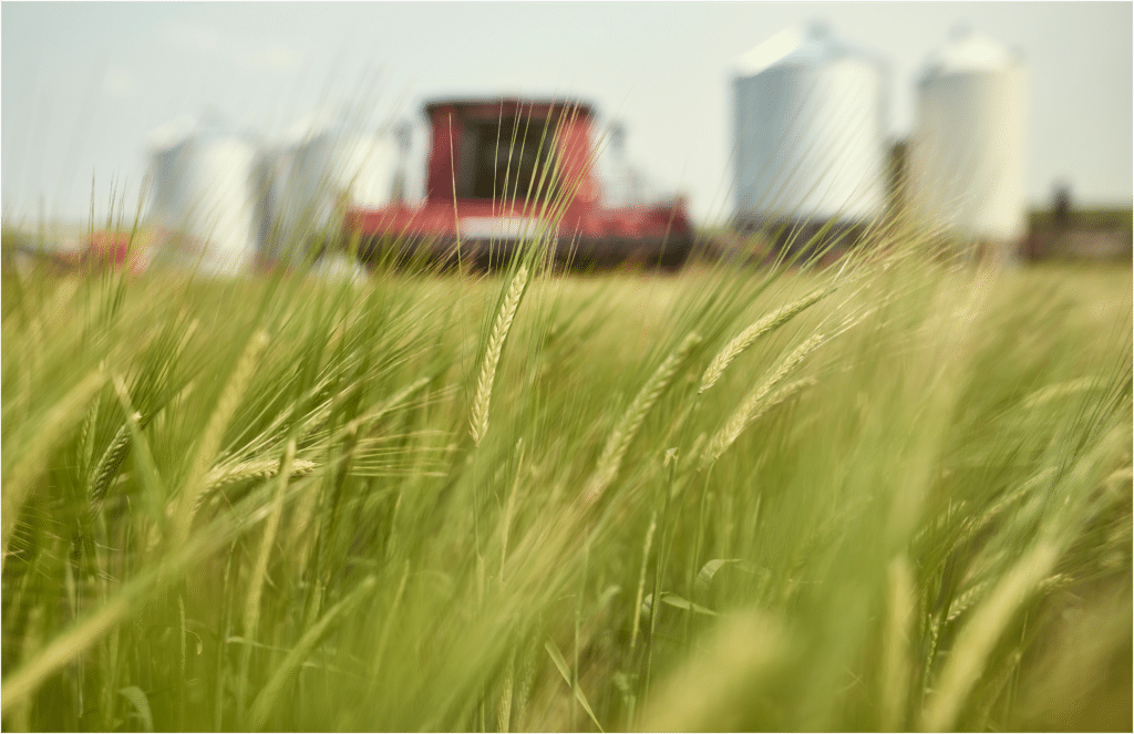 A close-up of green barley growing in the field, with farm equipment and grain silos visible in the background.