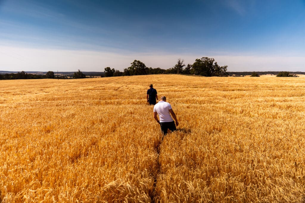 Team members inspect barley crops at a Barrett Burston farm, one of Soufflet Malt's heritage brands, to support quality from field to malt house.
