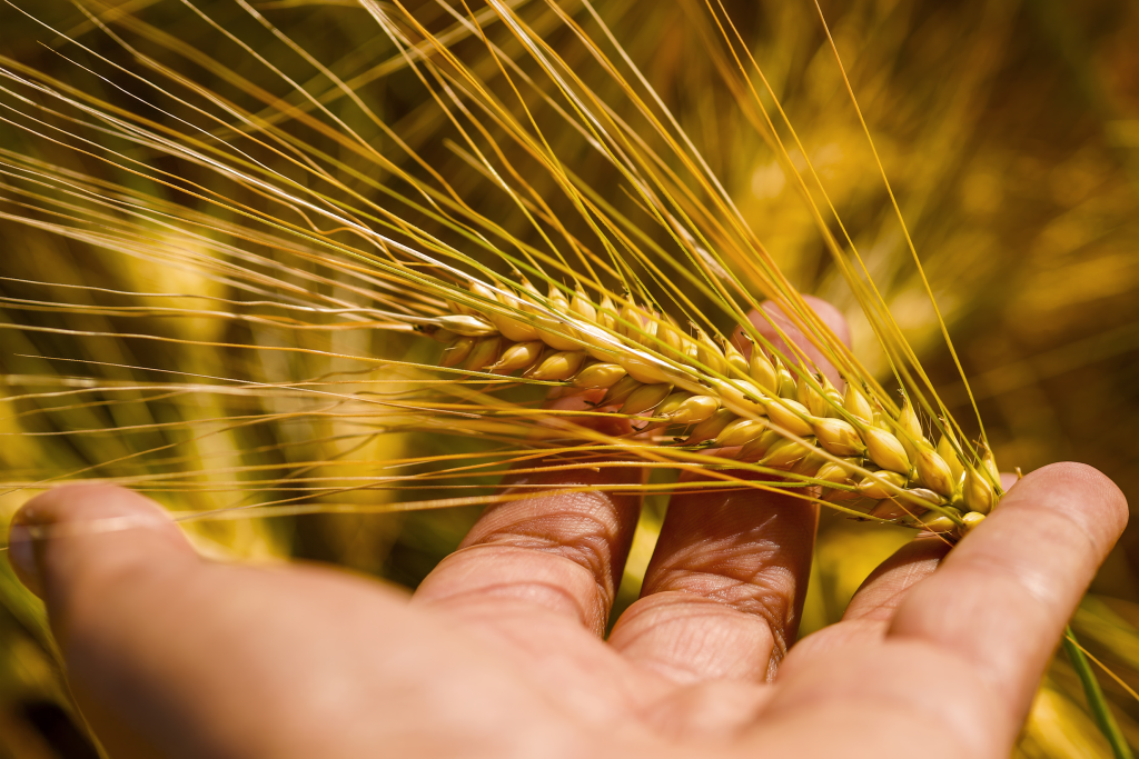 Hand holding a barley crop showcasing the quality and craftsmanship of an international malting company.
