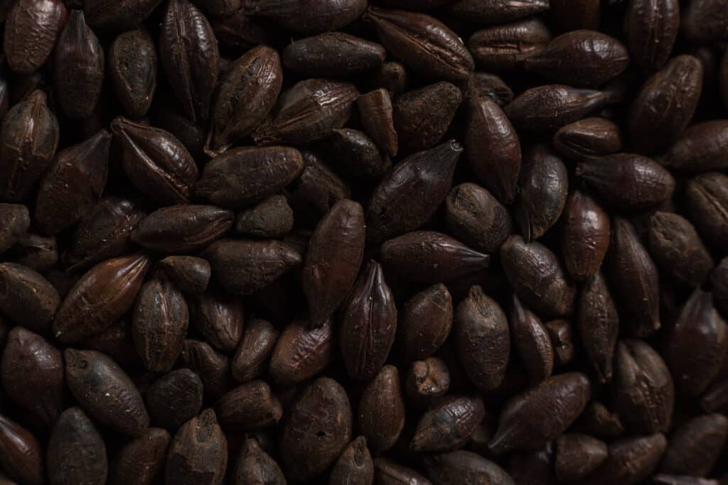 Black Malt form Soufflet Malt 