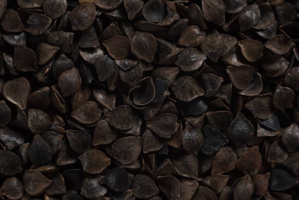 Soufflet Malt Buckwheat Malt 