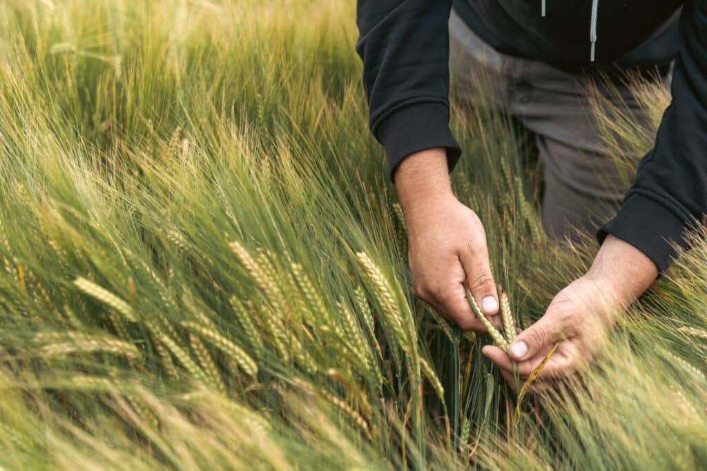 Food brands supporting regenerative agriculture rely on close collaboration with growers, as shown by a farmer carefully inspecting maturing barley to ensure healthy crops and sustainable harvests.