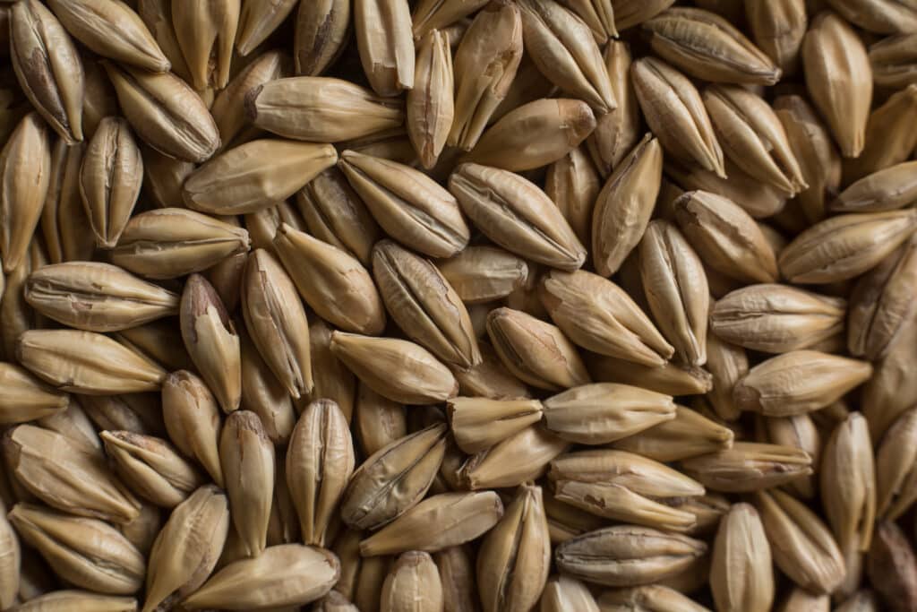 Caramel Malt from Soufflet Malt