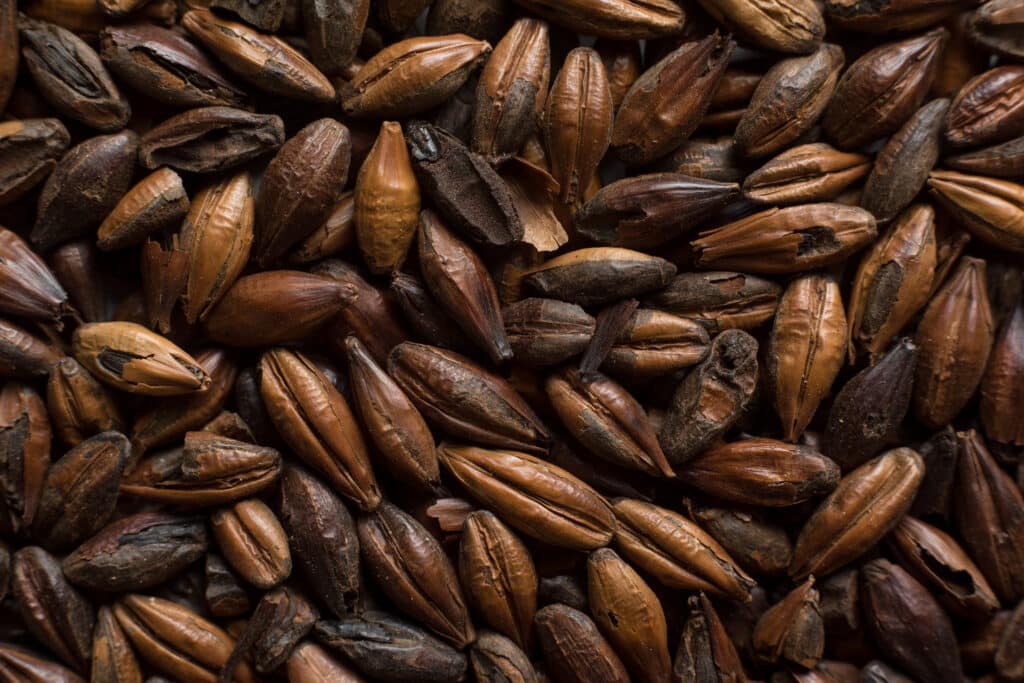 Chocolate Malt from Soufflet Malt 