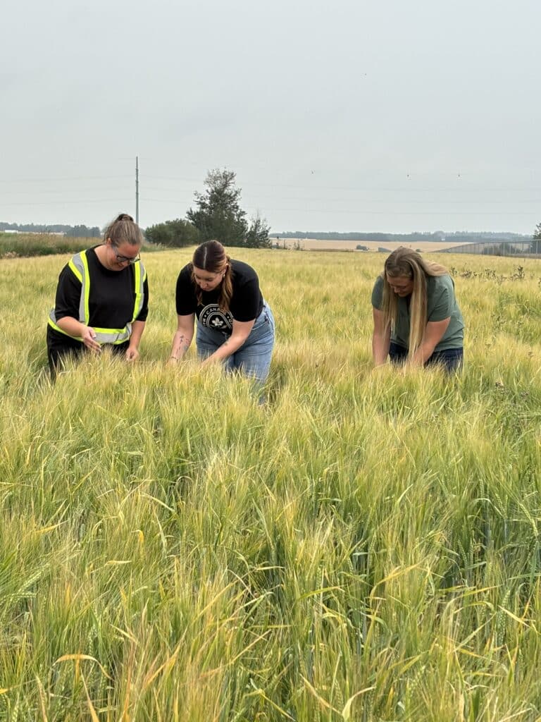 Team members inspect barley growth in the field as part of crop monitoring and agronomy activities.