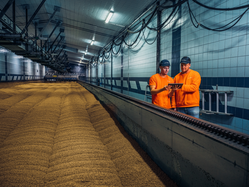 Two workers reviewing a tablet beside rows of germinating barley in a large malting facility, an example of a Soufflet Malt Career.