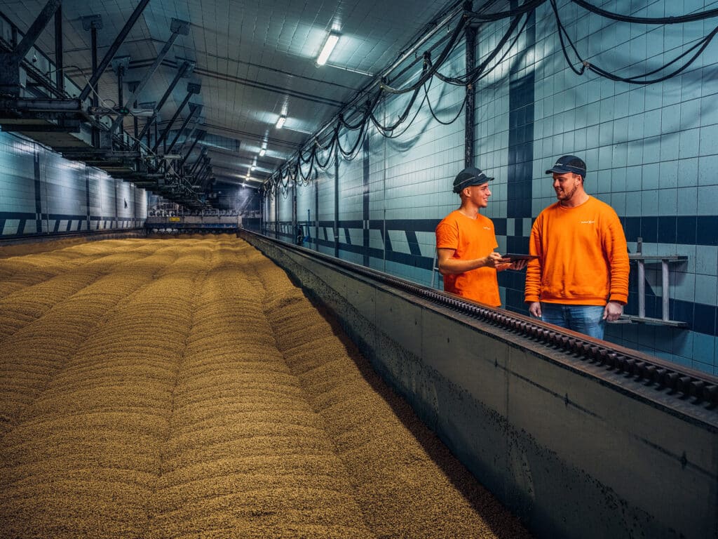 Production staff inspect germinating barley on the malt floors, ensuring consistent quality throughout the malt production process.