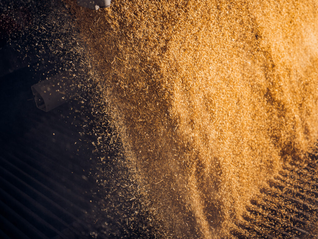 Malt grains flowing through a processing system during malt production.