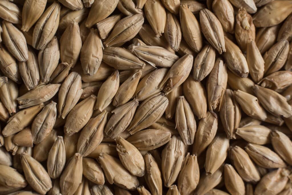 Caramel malt gives rich flavors
