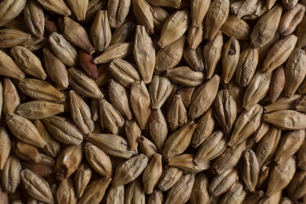 Soufflet Malt Melanoidin malt