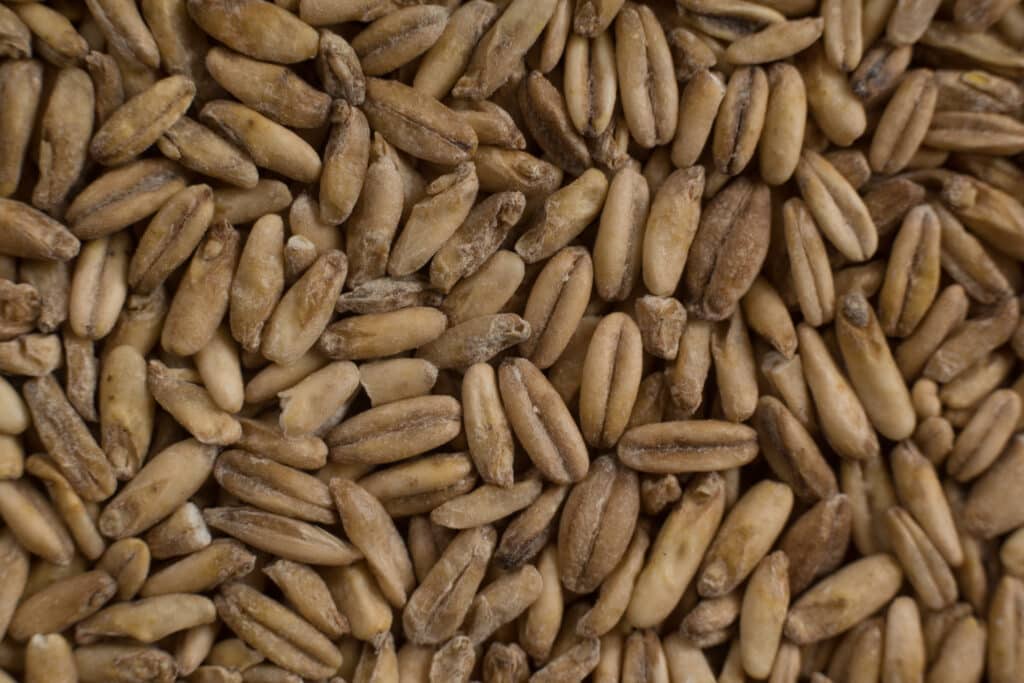 Soufflet Malt Oat Malt
