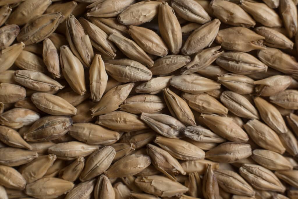 Pale Ale Malt form Soufflet Malt