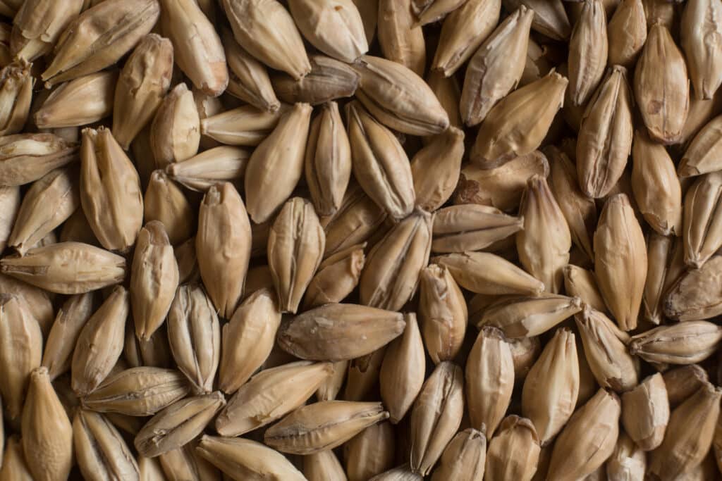 2 row malt pilsen from Soufflet Malt
