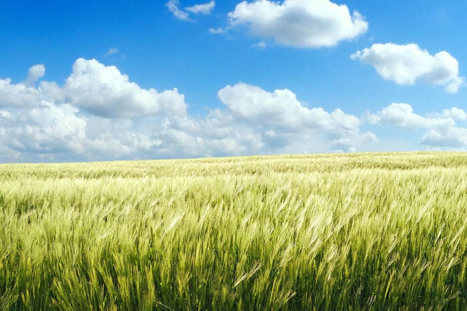 Soufflet Malt Supplies Regenerative “Regenova” Malt for Sapporo’s Limited-Edition Beer