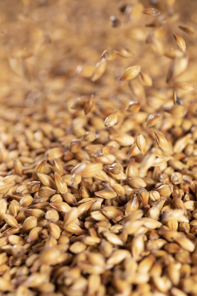 Barley grains cascading through the air du, highlighting the expertise of a leading malt production company.
