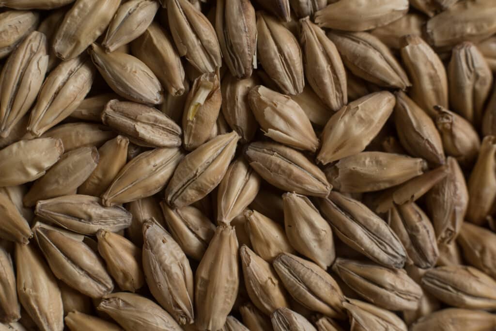 Vienna Malt from Soufflet Malt