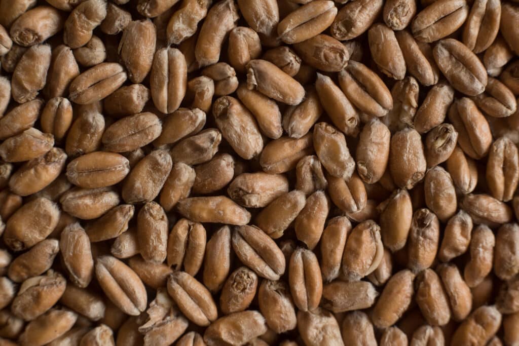 Wheat from Soufflet Malt