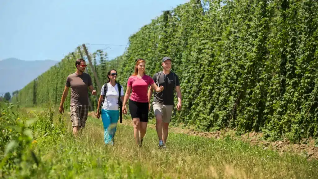 Participants walk through a hop field during the Zalec Hop walk.