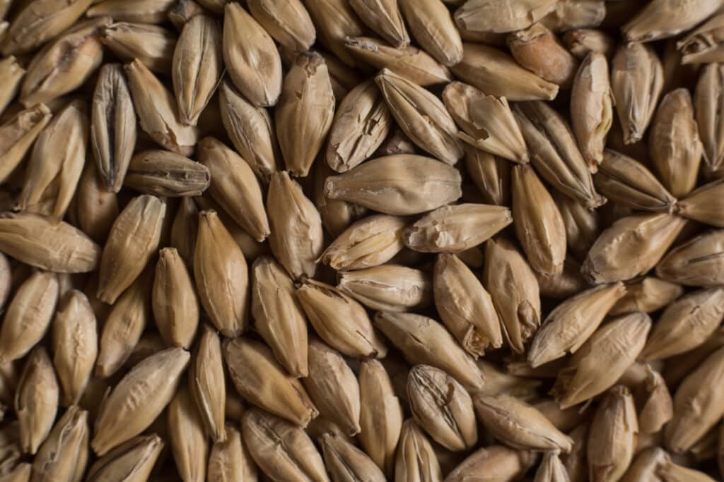 Diastatic malt