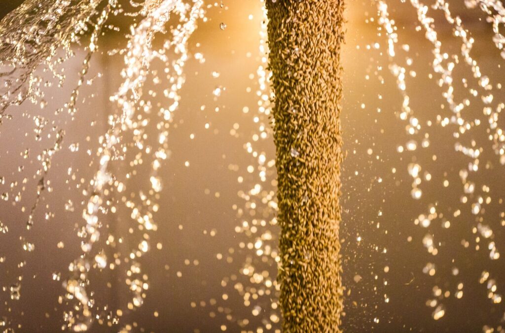 Malt grains passing through a water-based processing stage supporting regenerative agriculture practices.