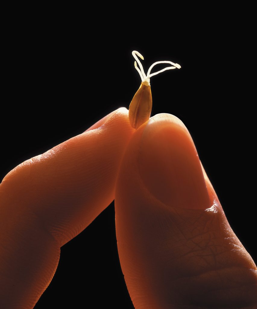 Fibre de malt